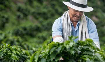 A farmer checking his crops