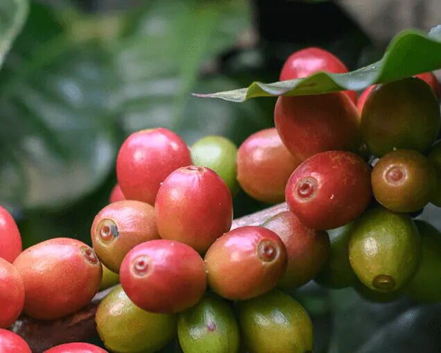 World of Coffee