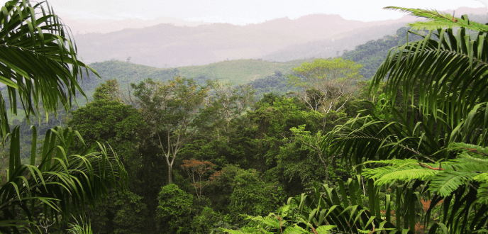 mexican lanscape for coffee