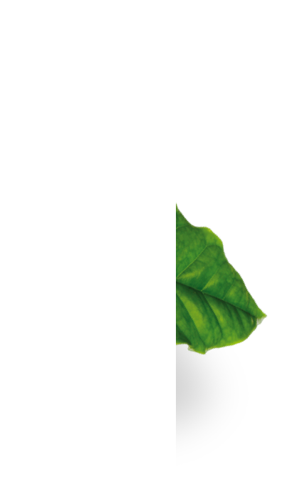 Green leaf