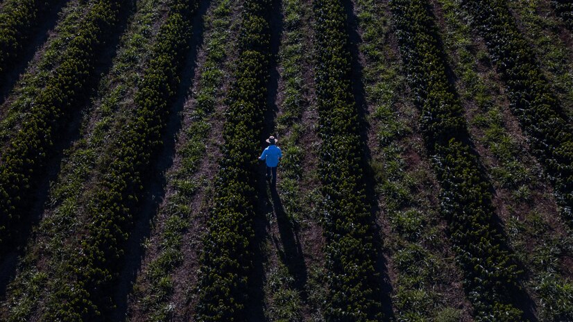 A farmer walking through his field