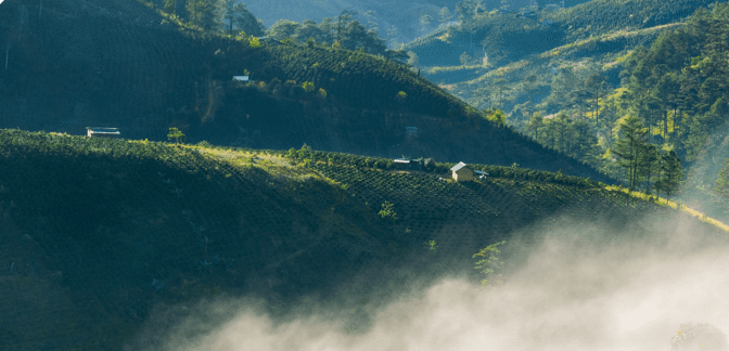 vietnamese landscape for coffee