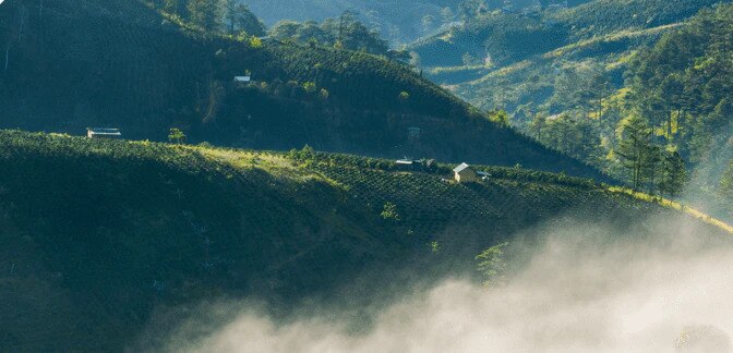 vietnamese landscape for coffee