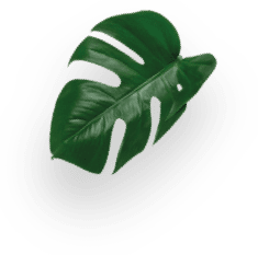 Flat White Magnum Pack decoration Image